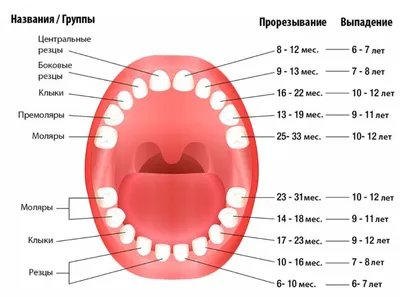 Молочные зубы фото фото