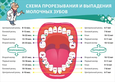 Лечение молочных зубов — Детская стоматология в Йошкар-Оле 32 Кидс