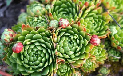 Молодило кровельное (Sempervivum tectorum)