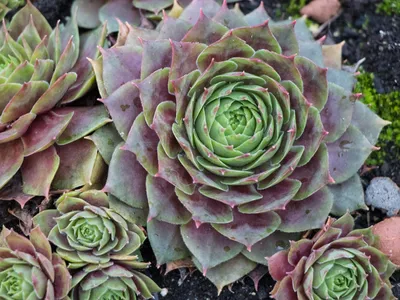 Молодило кровельное (Sempervivum tectorum)