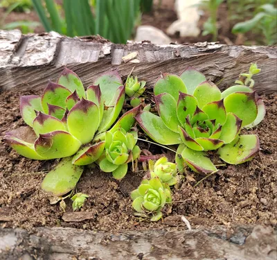 Купить Молодило кровельное (Sempervivum tectorum) от 299 руб. в  интернет-магазине Архиленд с доставкой почтой по Москве и в регионы