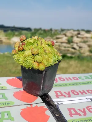 Молодило кровельное (Sempervivum tectorum) - купить многолетники с  доставкой по Украине в магазине Добродар