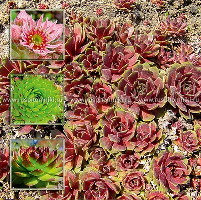 Молодило кровельное (Sempervivum tectorum) С2-3