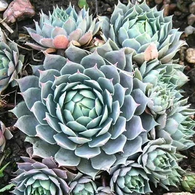 Молодило кровельное (Sempervivum tektorum) Микс. С2-С3 - Рокарии - По  областям применения - Каталог - TD-Gridino.ru