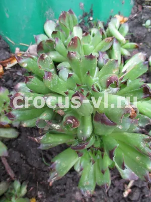 Sempervivum TECTORUM — Молодило Кровельное, 5 семян - Купить семена  Суккулентов, Кактусов и Адениумов