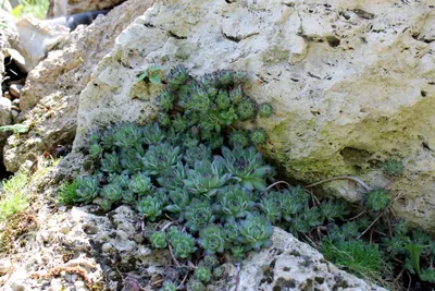 Молодило шарообразное № 4 (Sempervivum globiferum)