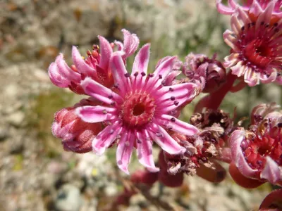 Молодило кровельное (Sempervivum tectorum) - Молодило кровельное