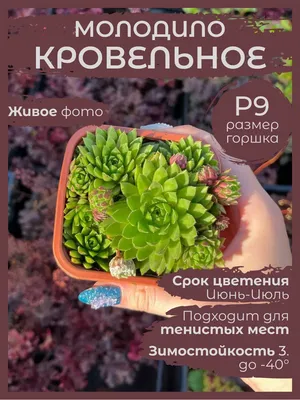 Молодило кровельное. Съедобное - несъедобное. | Садовый ангел | Дзен