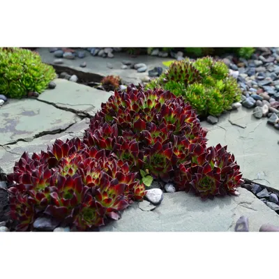 Молодило кровельное (Sempervivum tectorum) - Молодило кровельное