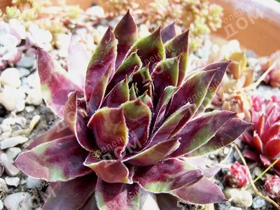 Вертикордия — Молодило кровельное \"Julia\" (Sempervivum tectorum)