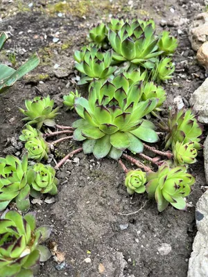 Havortihome. Домашние суккуленты Украина - Молодило кровельное или каменная  роза Sempervivum tectorum 🌵☺. на фото весна. к осени цвет меняется  Взрослая розетка 9-12см. В продаже детки неукорененные(отрезанные от  ножки)📏2-3 см диаметр. Цена