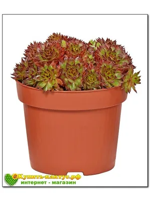 Молодило кровельное \"Sempervivum\" купить по цене цена по запросу от  питомника саженцев и растений Центросад | Фото и консультация по уходу