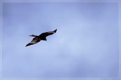 Коршун-слизнеед - eBird