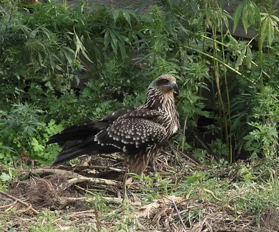 Белохвостый коршун - eBird