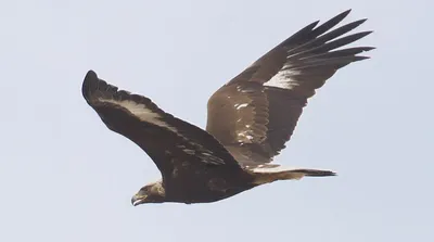 Чёрный коршун (Milvus migrans). Птицы Европейской России.