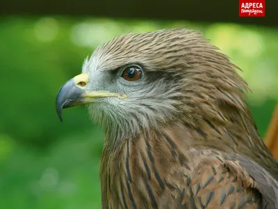 Чёрный коршун (Milvus migrans). Птицы Европейской России.