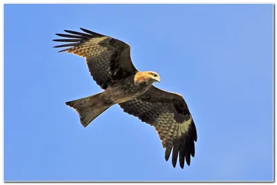 ФотоБлог Торгачкин Игорь Петрович © Igor Torgachkin: Чёрный коршун / Milvus  migrans / Black Kite