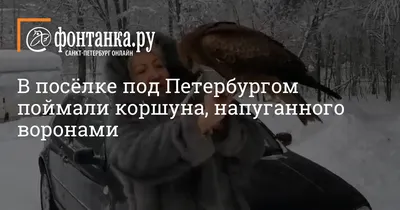 В ВКО спасают черного коршуна с перебитым крылом – птице можно помочь -  Устинка Live