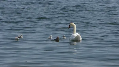 File:Лебедь-шипун (молодой) - Cygnus olor - Mute swan (juvenile) - Ням  лебед (млад) - Höckerschwan (jugendlich) (29756476984).jpg - Wikimedia  Commons
