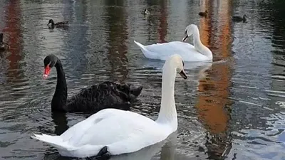 Орнитолог рассказал, как в петербургском пруду оказался белый лебедь-шипун