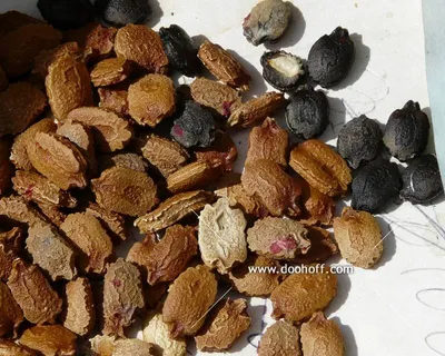 Семена момордики: фото сортов и цены. Купить семена момордики в Украине.