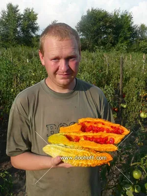 Семена момордики: фото сортов и цены. Купить семена момордики в Украине.
