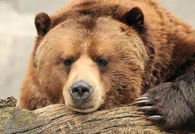 Фотография Бурые Медведи медведь Морда смотрят Животные | Urso pardo, Urso  marrom, Ursos