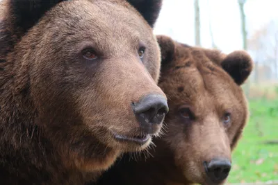 медведь морда рисунок: 6 тыс изображений найдено в Яндекс.Картинках | Bear  art, Big cover up tattoos, Brown bear