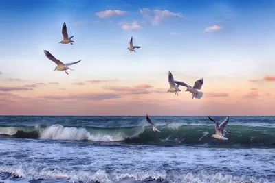 Море чайки фото фото