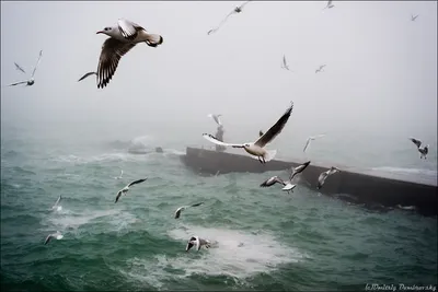 Море, чайки :: Эля Юрасова – Социальная сеть ФотоКто
