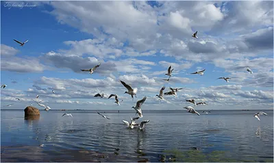 Фотографія море, чайки.. / Дмитрий Домбровский / photographers.ua