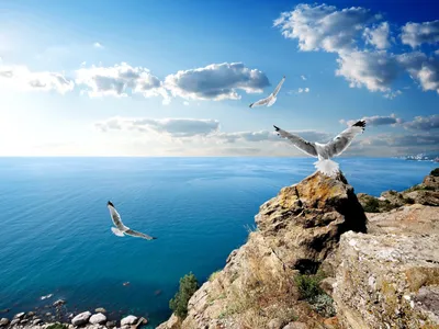 natalya_P. :: Разное :: Море...чайки..!!!
