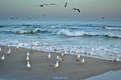 Я белой завистью завидую вам чайки любимицы моря! (Ариф Туран) / Стихи.ру