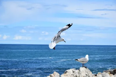 Предвечернее море с чайками — Fokart.net