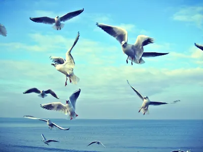 Чайки над морем :: Маргарита Батырева – Социальная сеть ФотоКто