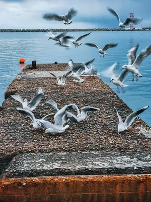 Море. Чайки» картина Острой Елены (холст, акрил) — купить на ArtNow.ru