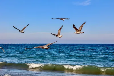 Картина Лето, море, чайки, художник Мария Яшина