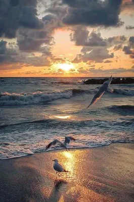 море чайки стоковое фото. изображение насчитывающей цвет - 14984768