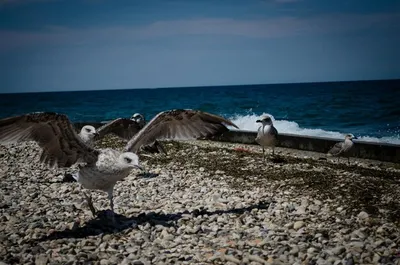 Чайка черное море (65 фото) - 65 фото