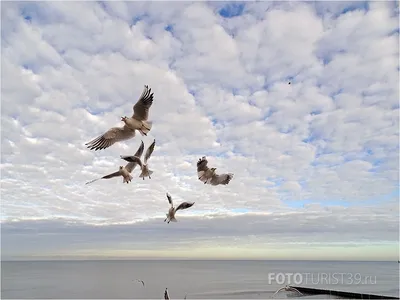 Море,чайки,человек :: Алина – Социальная сеть ФотоКто