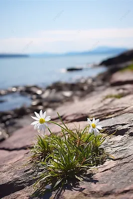Море цветов - 69 фото