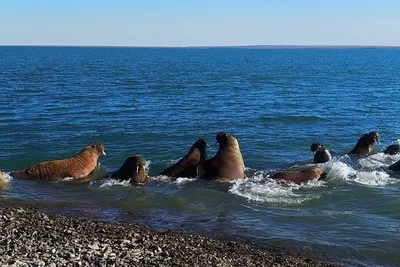 Путевые заметки: Море Лаптевых — Тикси