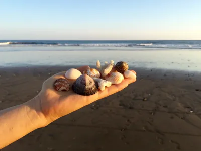 BB.lv: Ракушки с моря оставляем на берегу – дома они вредны