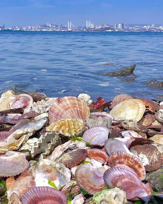Море ракушки - красивые фото