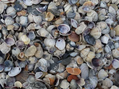 Море песок ракушки картинки - 67 фото