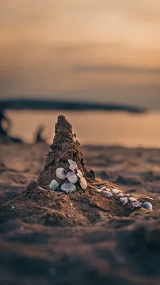 красивые морские ракушки на фоне моря лежат на деревянном бревне Photos |  Adobe Stock