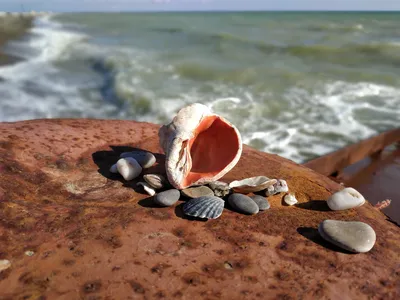 Картина \"Ракушки Черного моря\" вместо поделки в школу и садик | Жизнь в  стиле Ноль отходов (zero waste) | Дзен