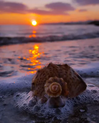 Самые красивые ракушки черного моря - 66 фото