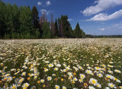 Море ромашек....... | Instagram