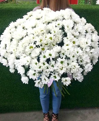 💐 Море ромашек Price 5500₴ Seller beautyflowers - Zaporizhia